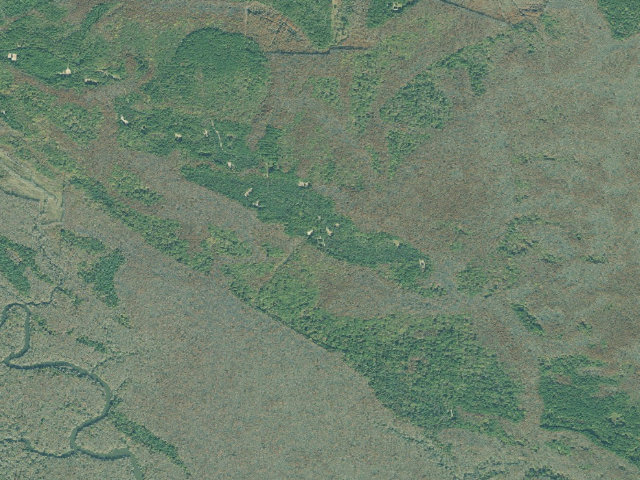 Aerial image of Altamaha WMA - Buffalo Swamp Primitive Camp