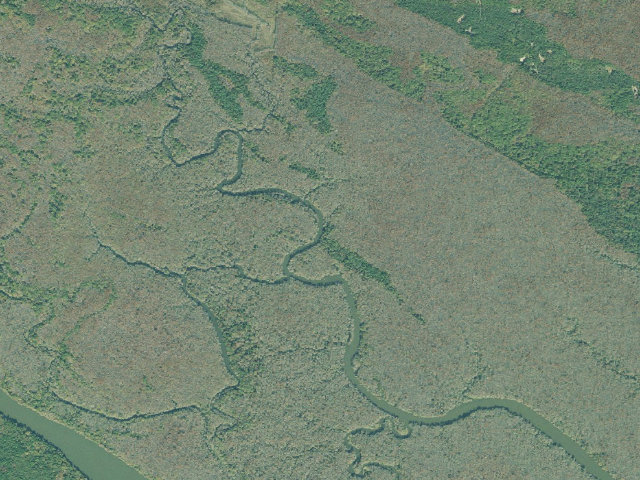 Aerial image of Altamaha WMA - Lewis Creek Primitive Camp