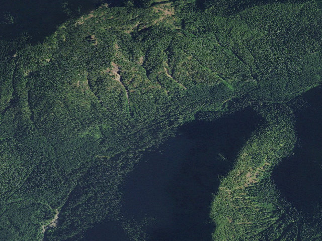 Aerial image of Campbell Tree Grove
