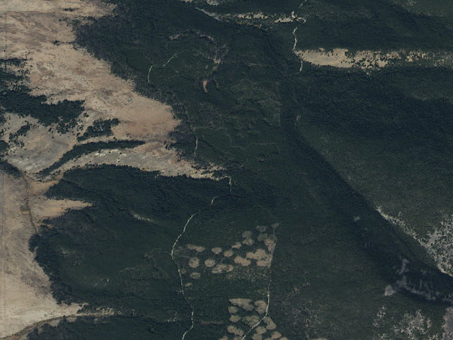 Aerial image of Cows