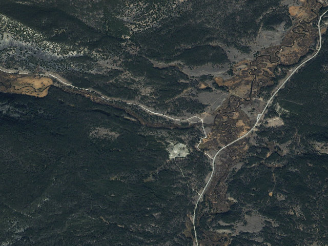 Aerial image of Cows