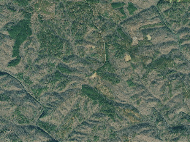 Aerial image of Dawson Forest WMA Primitive Campground #7