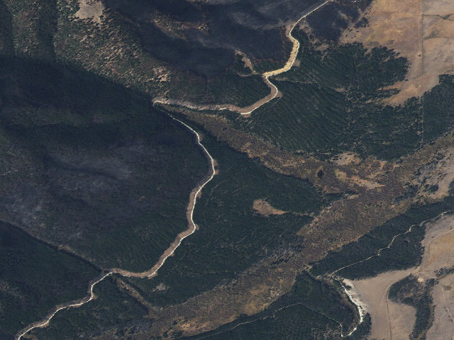 Aerial image of Deer