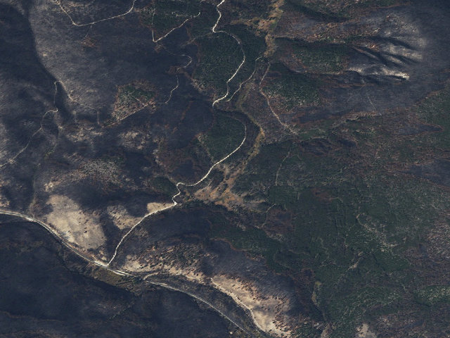 Aerial image of Dog