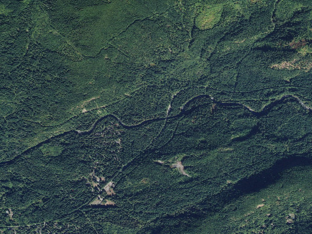 Aerial image of Douglas Fir