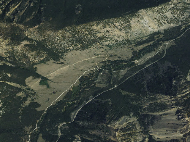 Aerial image of Limber Pine