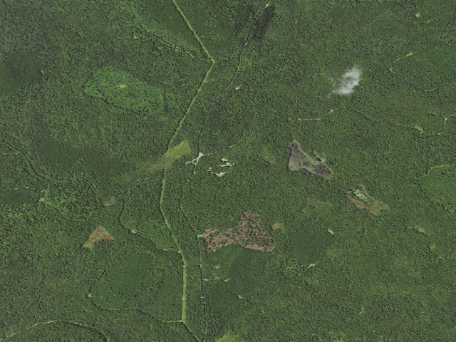 Aerial image of Loyalsock State Forest roadside campsite 215