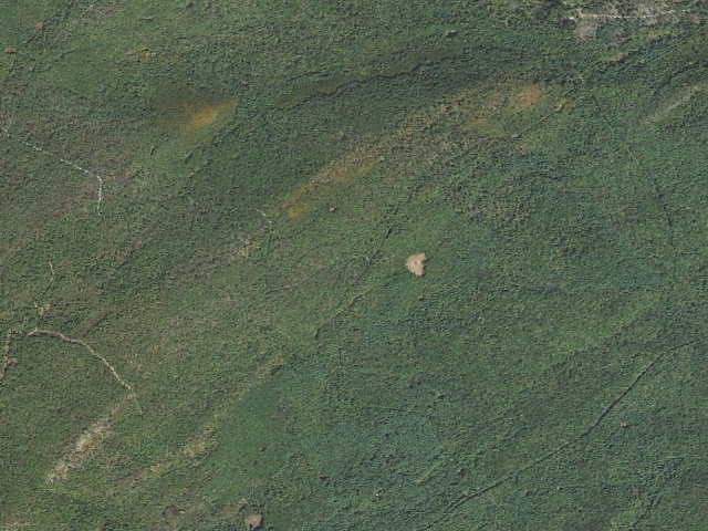 Aerial image of Michaux State Forest roadside campsite 006 Pitch Pine