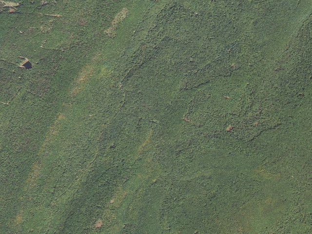 Aerial image of Michaux State Forest roadside campsite 015 Raccoon Run