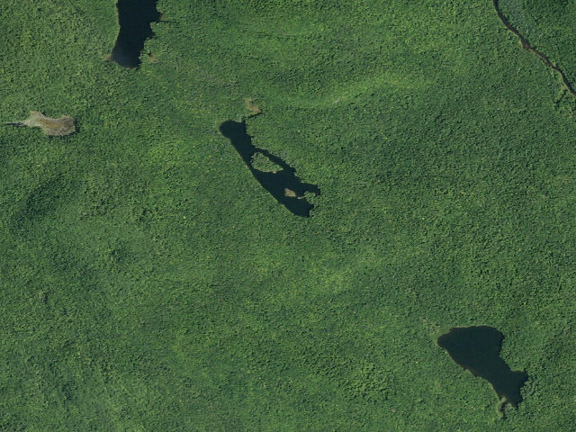 Aerial image of Murphy Lake Trail Campsite (Wilcox Lake Wild Forest)