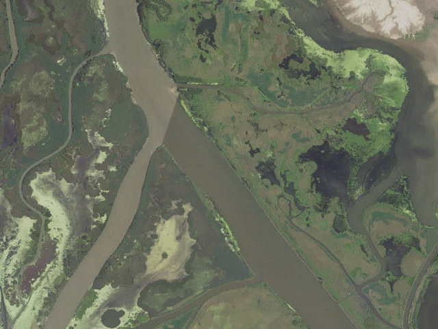 Aerial image of Pass-a-Loutre WMA primitive camping area 4