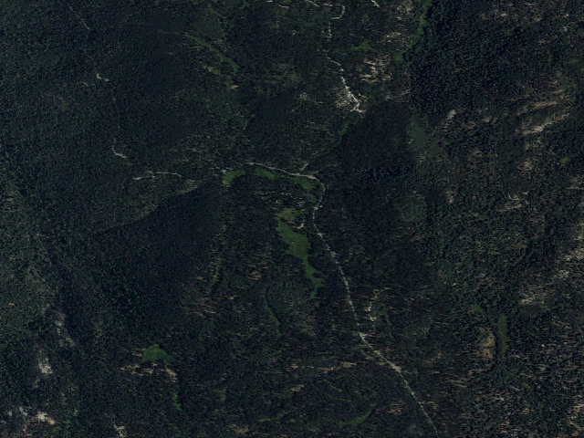 Aerial image of Quaking Aspen
