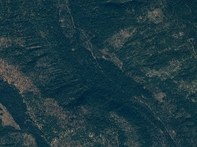 Aerial image of Ruffed Grouse