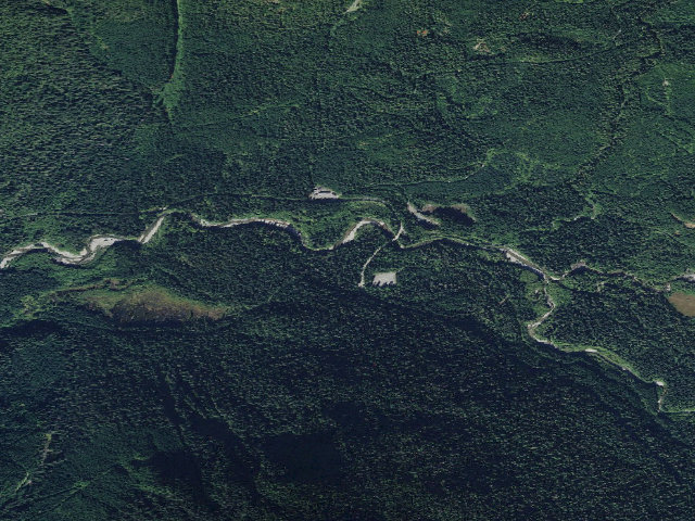 Aerial image of Silver Fir