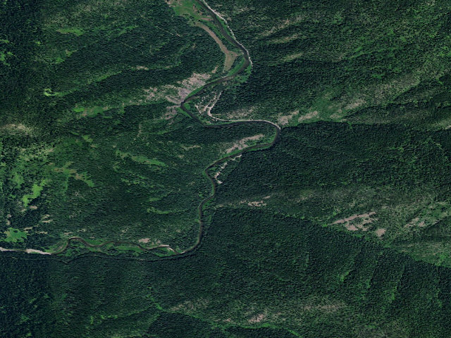 Aerial image of Spruce Tree
