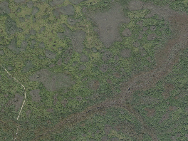 Aerial image of Tillman (Green Swamp Wilderness Preserve - East Tract)