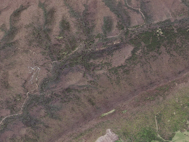 Aerial image of White Cedar