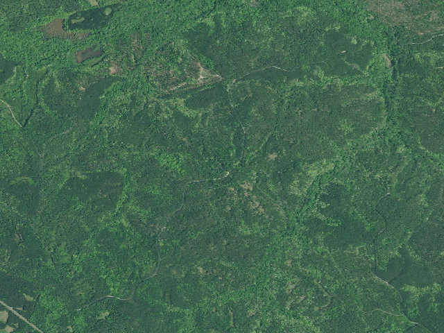 Aerial image of Willow Oak