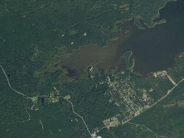 Aerial image of Willow Oak