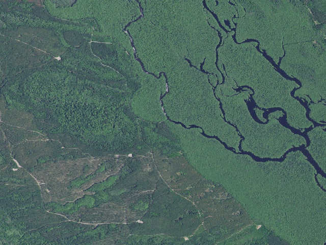 Aerial image of Woodbury WMA primitive campsite