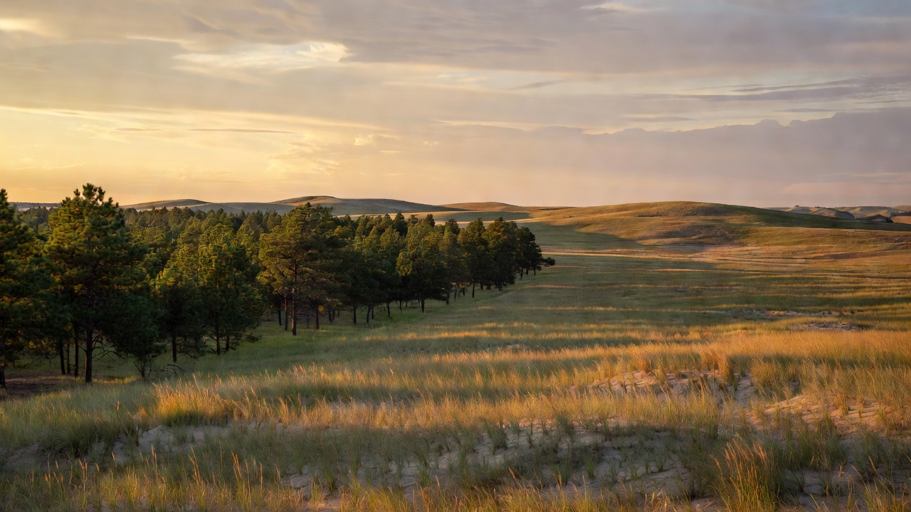 An imagined scene of Nebraska National Forest